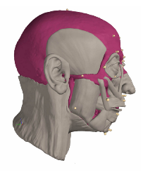 A digital model of the mummy's face in Geomagic Freeform