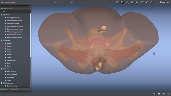 Pelvic Exam