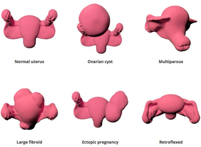 Exam anatomies